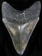 Serrated Fossil Megalodon Tooth - South Carolina #22571-1